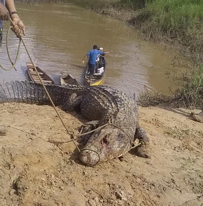 Jacaré gigante é abatido no interior do Acre por moradores 